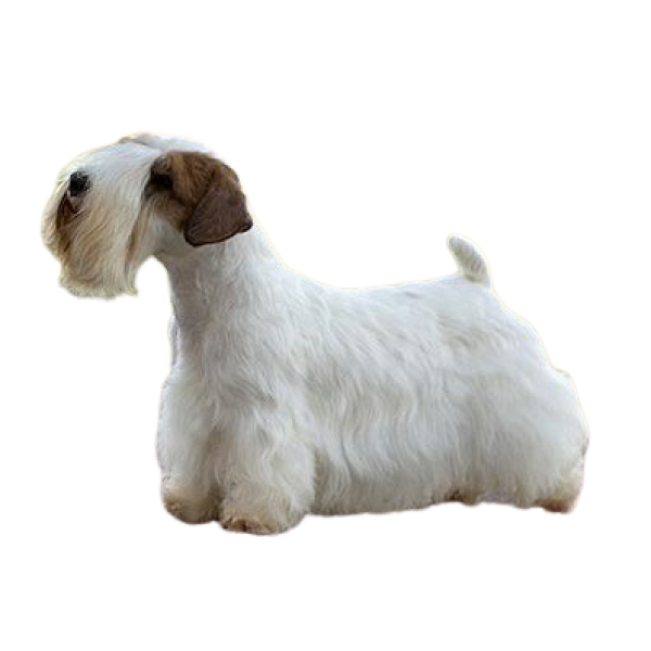 Sealyham Terrier