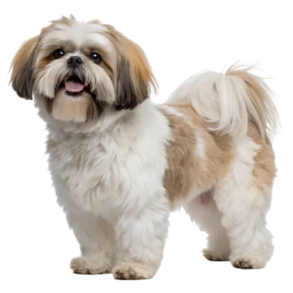 Shih Tzu