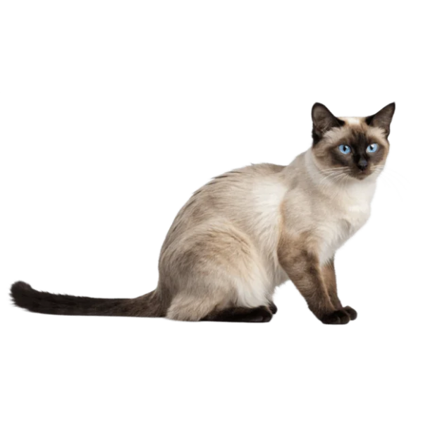 Siamese