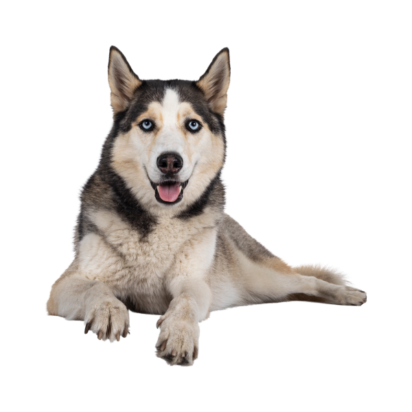 Siberian Husky