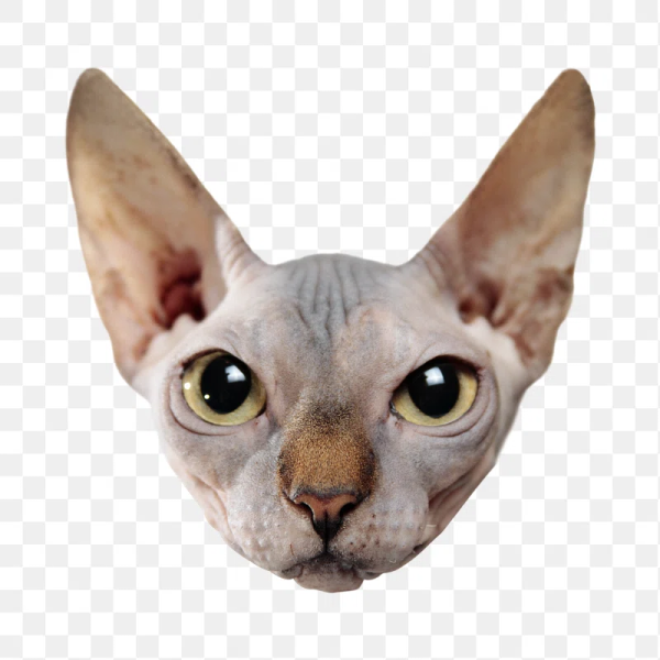 Sphynx