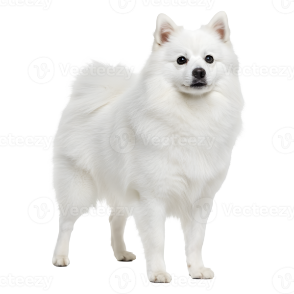 Spitz