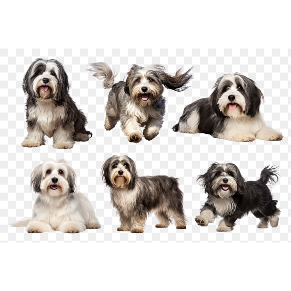 Tibetan Terrier