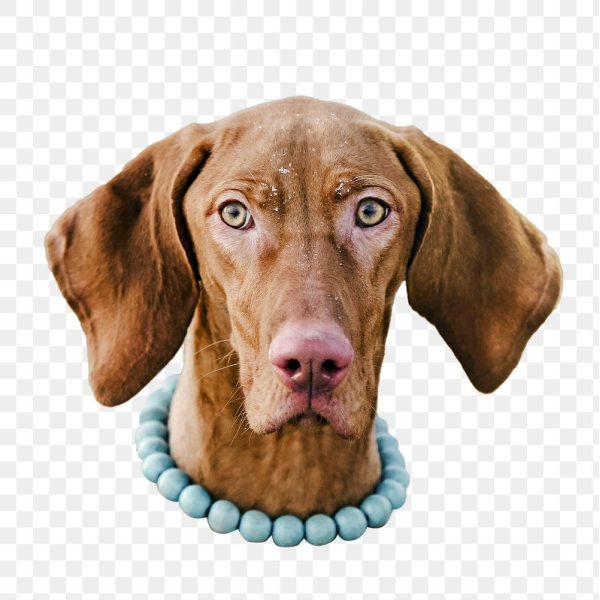 Vizsla