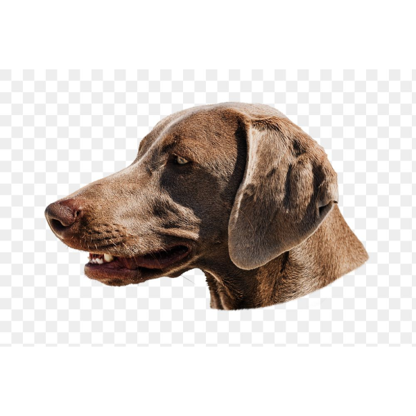 Weimaraner