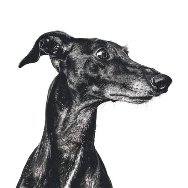 Whippet