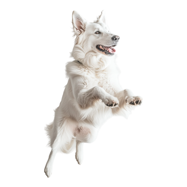 White Shiloh Shepherd