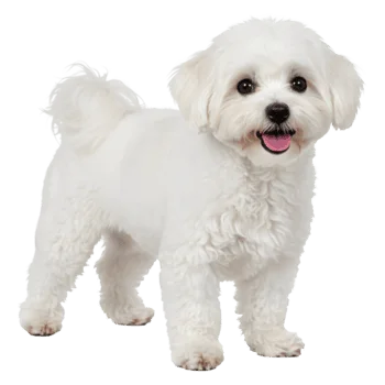 Maltese