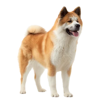 Akita