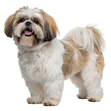 Shih Tzu