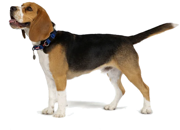 Beagle