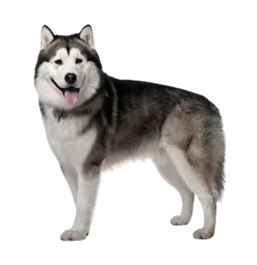 Alaskan malamute