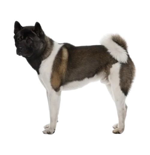 Akita