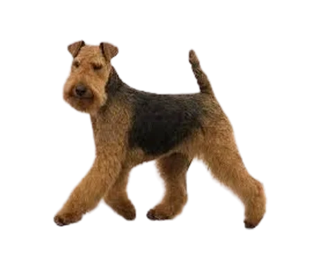 Airedale Terrier