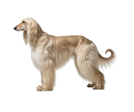 Afghan hound