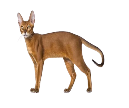 Abyssinian