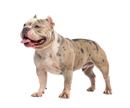 American Bully