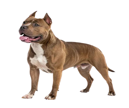 American Staffordshire Terrier