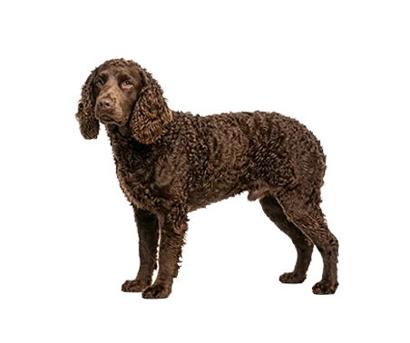 American Water Spaniel