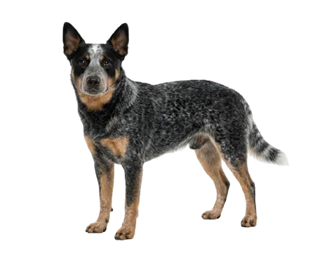 Australian Cattle Dog