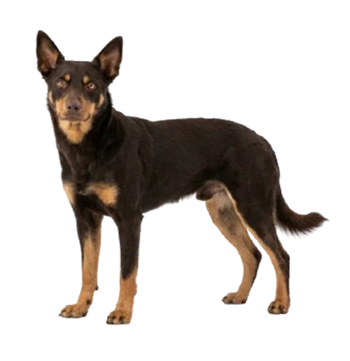 Australian Kelpie