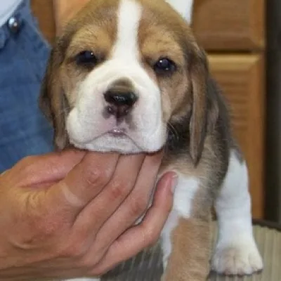 Hand-Raised Beagle Pup in Janakpuri