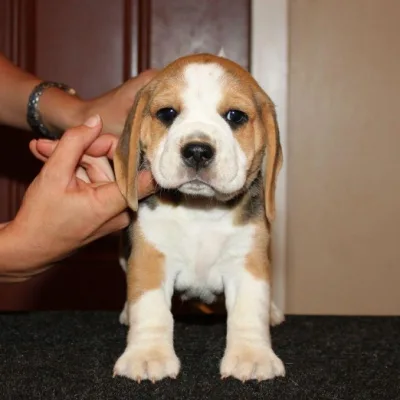 Hand-Raised Beagle Pup in Udupi