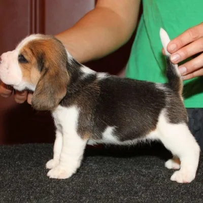 Imported Lineage Beagle in Bhaktapur