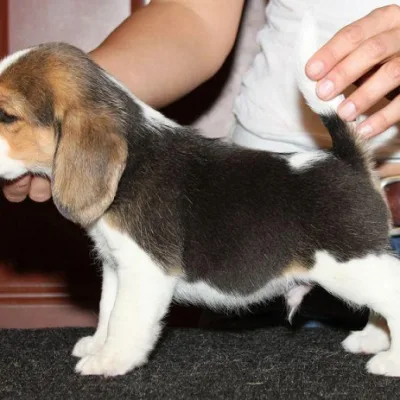 Beagle Puppy from Trusted Breeder in Kathmandu