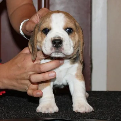 Friendly Family Beagle Puppy in Janakpur