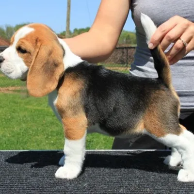 Lemon Beagle Puppy for Sale in Bhopal
