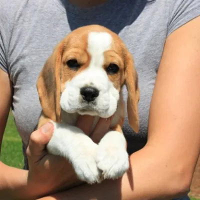 Pocket Beagle Available in Burhanpur