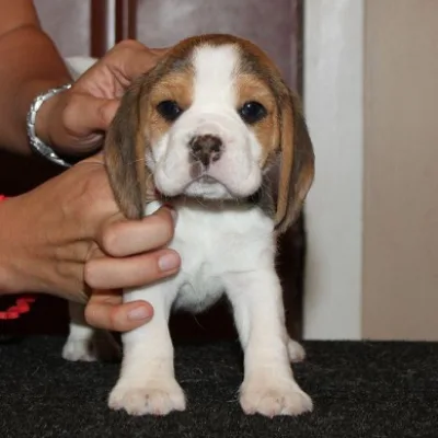 Beagle Puppy from Ethical Breeder in Chandigarh