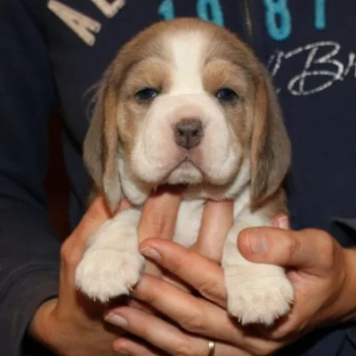 Beagle Puppy with Health Guarantee in Dewas