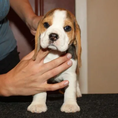 Imported Lineage Beagle in Indore