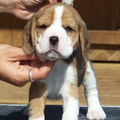 Champion Bloodline Beagle in Coimbatore