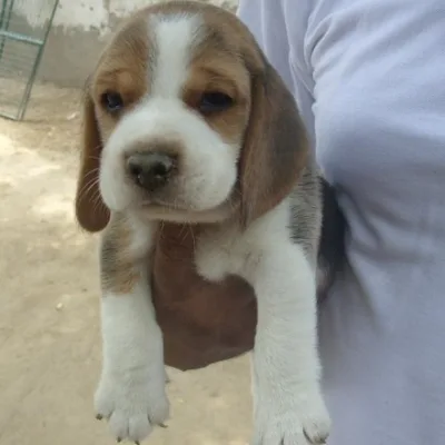 Cuddly Beagle Pup for Sale in Bangalore
