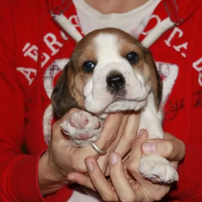 Beagle Puppy Up for Adoption in Belgaum