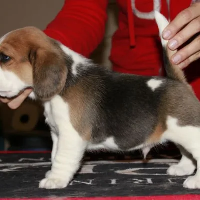 Best Beagle Puppy Breeder in Bellary