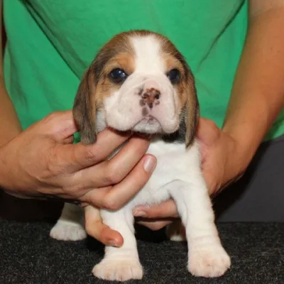 Adorable Beagle Puppy Available in Bijapur