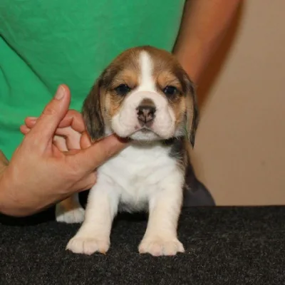KCI Beagle Pup Ready to Go Home in Davangere