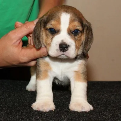 Tri-Color Beagle Puppy for Sale in Dharwad