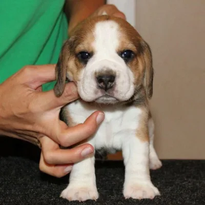 Champion Bloodline Beagle in Gulbarga