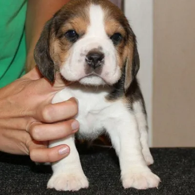 Tri-Color Beagle Puppy for Sale in Khowai