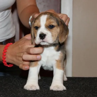 Show-Quality Beagle Puppy in Hubli