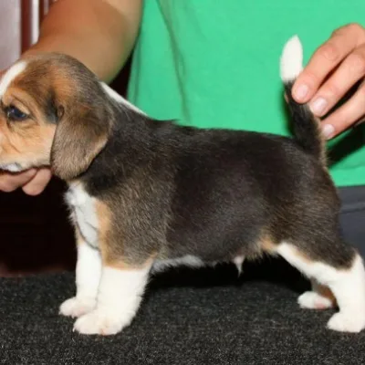 Friendly Family Beagle Puppy in Mangalore