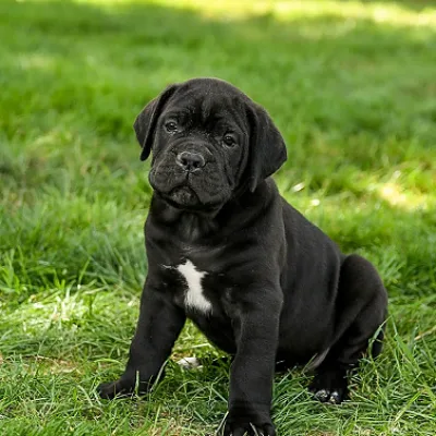 Adorable Cane Corso Pup in Rohini