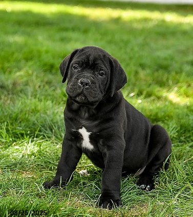 Italian Mastiff Cane Corso Puppy in India