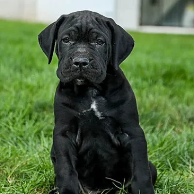 Cane Corso Puppy with Health Guarantee — Saket