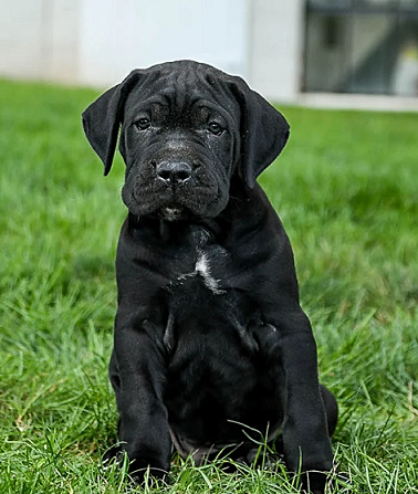 Cane Corso Puppies For Sale in Chennai